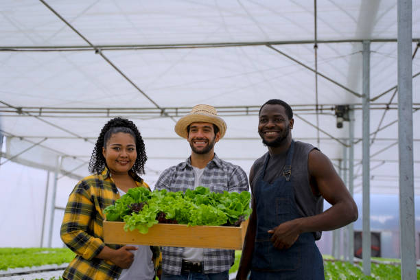 istock Entrepreneur work in hydroponic farm. Vegetables forming in greenhouse. 1457030609