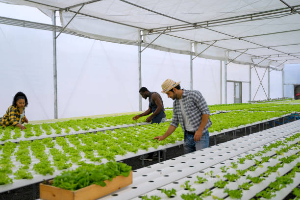 istock Entrepreneur work in hydroponic farm. Vegetables forming in greenhouse. 1457030646