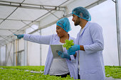 Entrepreneur work in hydroponic farm. Vegetables forming in greenhouse.