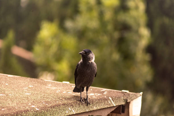 istock black crow bird near istanbul turkey 1457032967