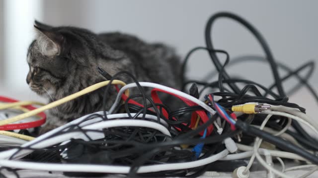 striped funny cat sits among a pile of wires. cute cat is trying to unravel from computer cables. close up Shot video. Slow motion