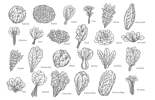 Leafy salad vegetables outline icons set vector illustration. Hand drawn line sketches of Romaine lettuce and radicchio salad leaf, arugula and chicory, collard and bok choy, iceberg and curly kale