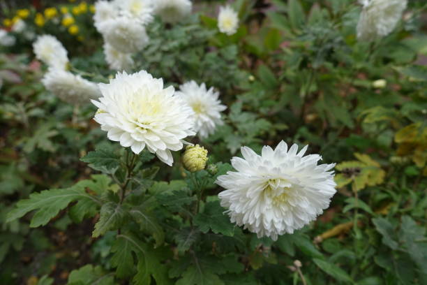 istock Bud and double white flowers of Chrysanthemums in  October 1457036876