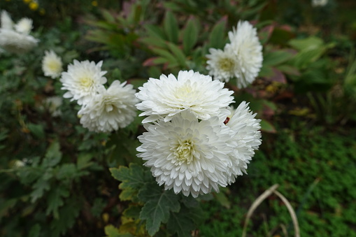 Bunch of double white flowers of Chrysanthemums in October