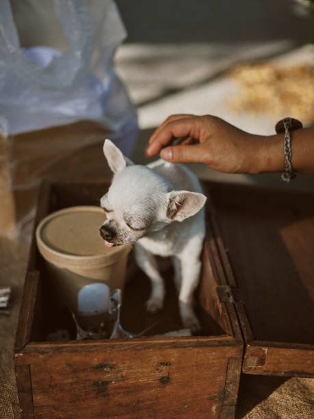 retrato em close-up do cão solitário de chihuahua. - chihuahua dog pet carrier puppy - fotografias e filmes do acervo