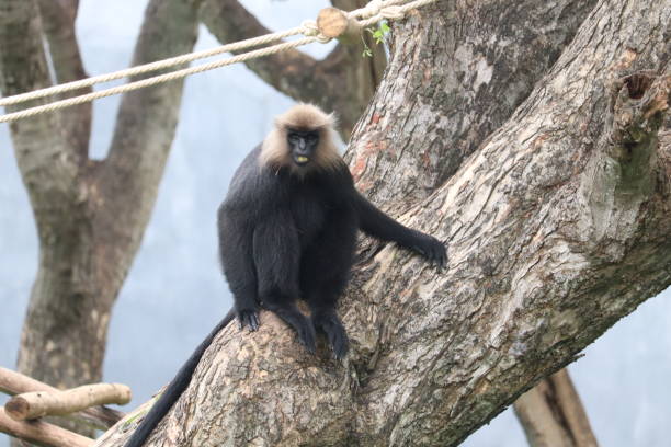 istock Colobines Monkey is hanging from tree branches in the zoo. 1457038035