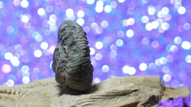 Ammonite fossilized squid against blue back