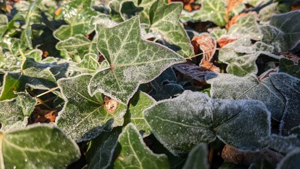 Frosty morning stock photo