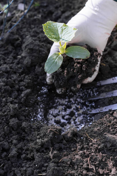 istock Cucumber seedling is prepared to be transplanted in to soil fertilized with crushed eggshells, cucumber seedling in hands of worker 1457043808