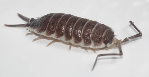 istock Porcellio hoffmanseggii Side View 1457044346