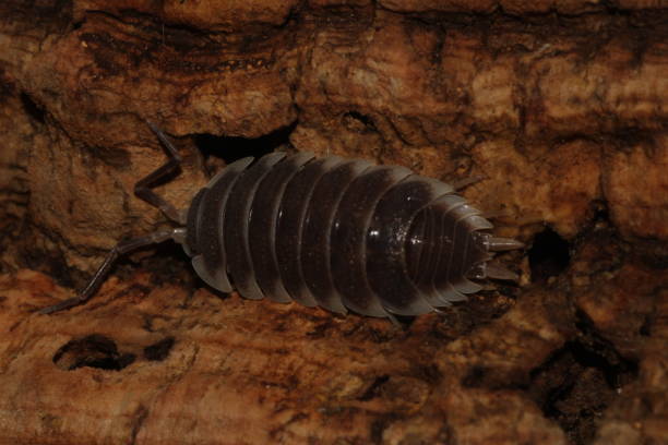 istock Porcellio hoffmannseggii on Cork Bark 1457044361