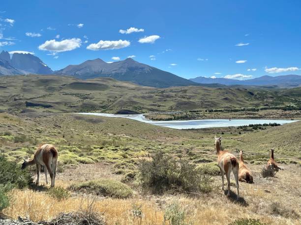 istock Llama view in Torres del Paine park 1457045433