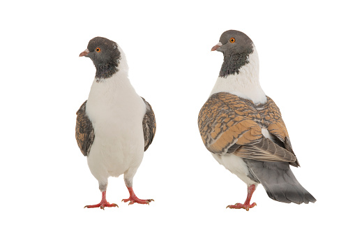 two german modena pigeon isolated on white background