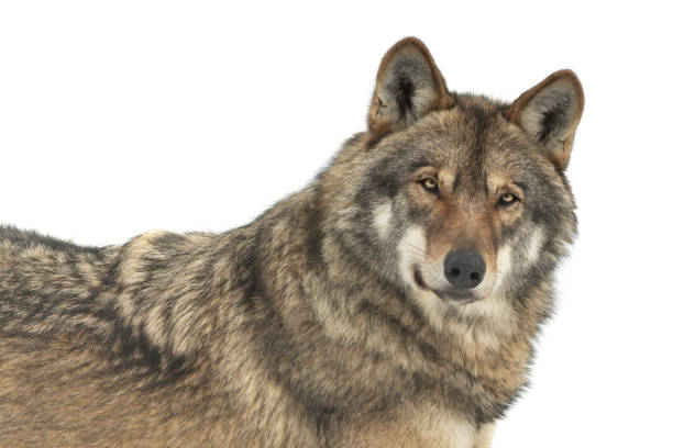 istock portrait wolf isolated on white background 1457046216