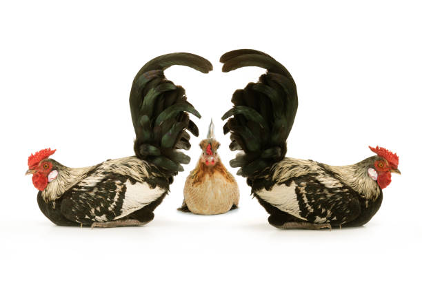 istock sitting roosters and hen isolated on white background 1457046271