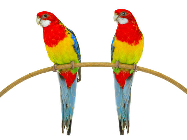 istock two rosella parrot isolated on white background 1457046374