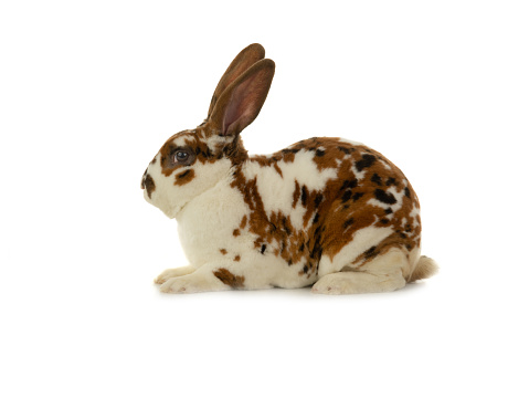 spotted rabbit isolated on white background