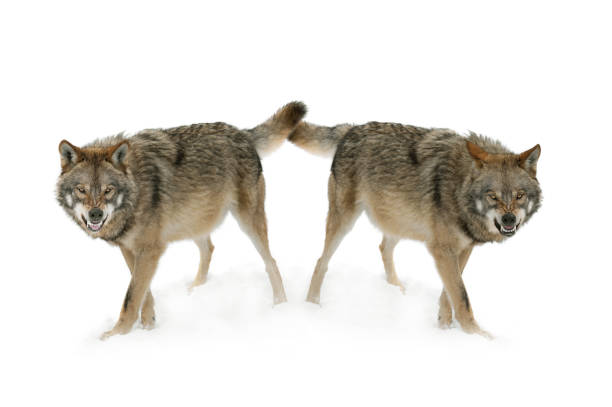istock gray wolf with a grin is isolated on a white background. 1457046485