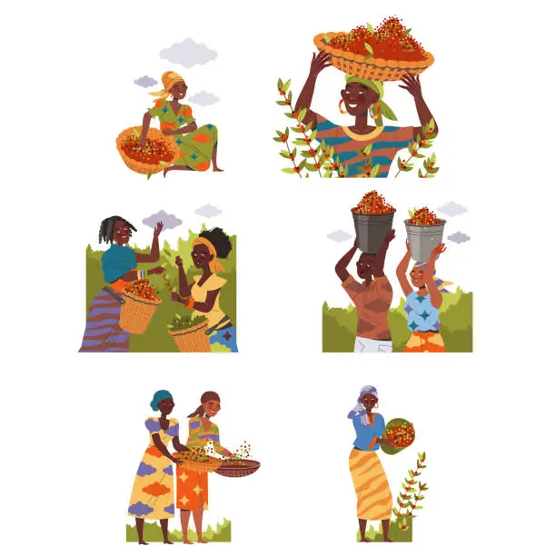 Vector illustration of People Character Harvesting Coffee Picking Fresh Fruit in Bucket and Basket Vector Set