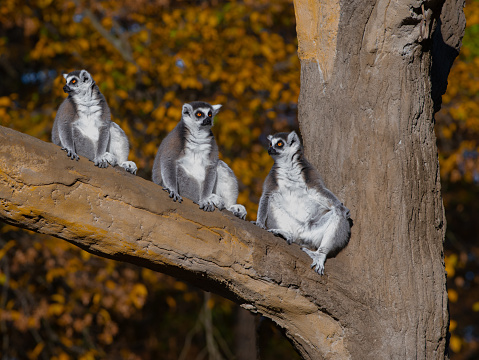 three lemurs perched on a tree wildlife