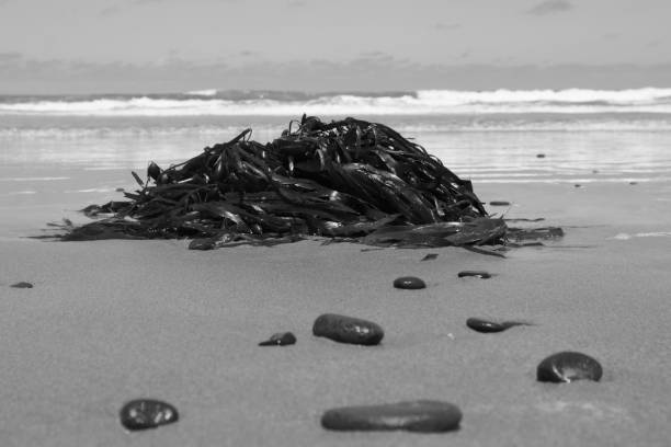 istock Apollo Bay Beach Seaweed 1457048743