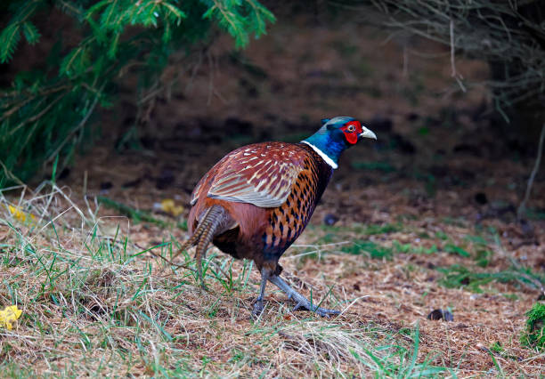 istock Male pheasant foraging for food in the undergrowth 1457049290