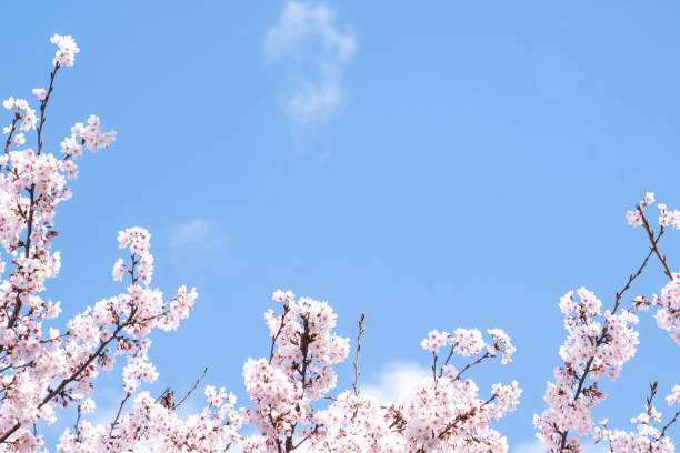 kirschblüten und der himmel - spring break stock-fotos und bilder