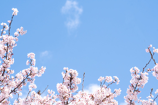 Cherry Blossoms and the Sky.