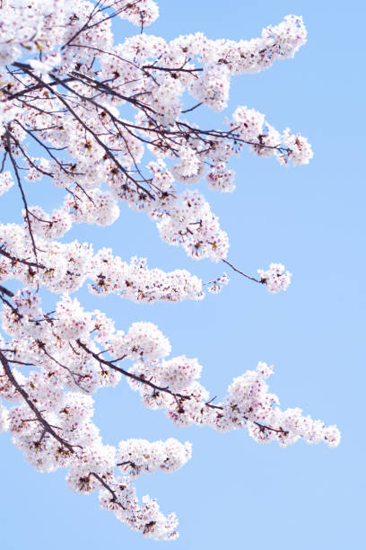 istock Cherry Blossoms and the Sky 1457053008