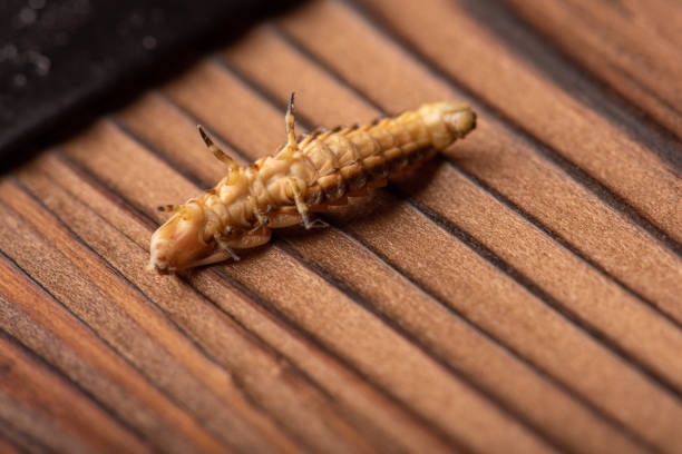 istock Firefly larva, small firefly larva photographed with macro lens on rustic wooden surface, selective focus. 1457055655