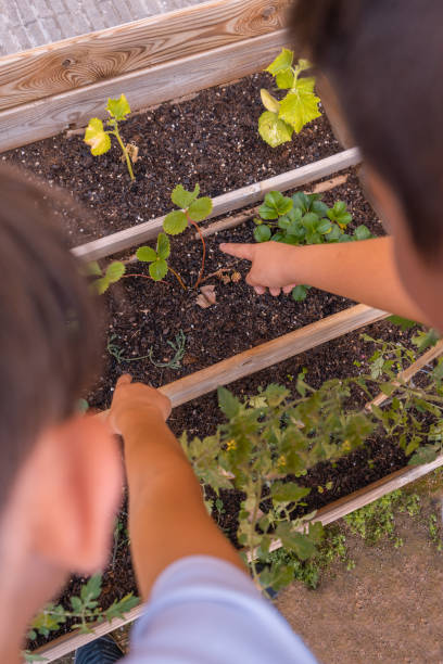 due bambini irriconoscibili che indicano le piante nel giardino. - orchard child crop little boys foto e immagini stock
