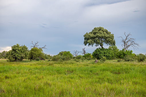 Typical African savannah landscape in the Okavango Delta National Park in Botswana