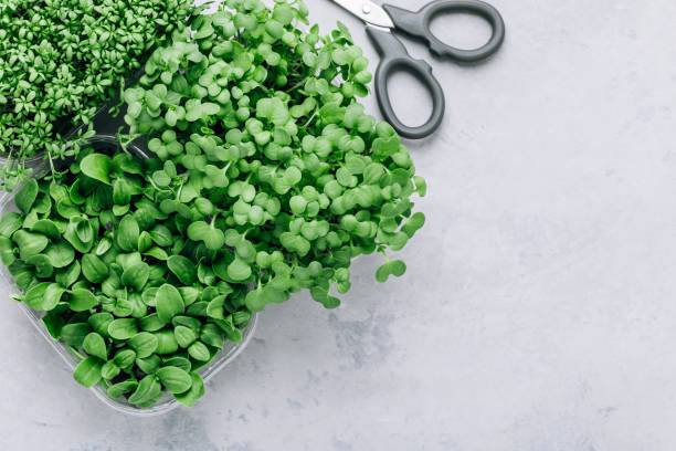 istock Microgreens. Superfood microgreen sprouts in plastic container close-up. 1457056258