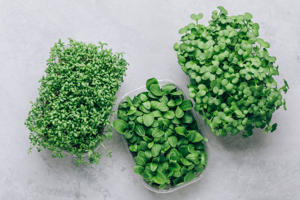 istock Microgreens. Superfood microgreen sprouts in plastic container close-up. 1457056317