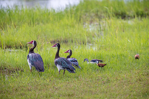 Spur-winged geese and jacanas in a lush grass area beside a waterhole in the Okavango Delta National Park in Botswana