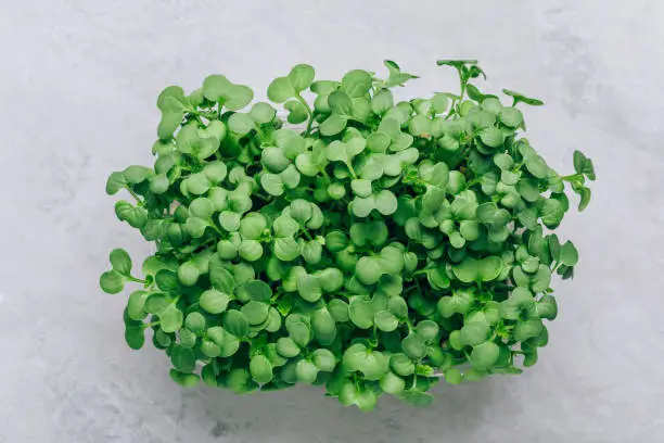 Microgreens. Superfood microgreen sprouts in plastic container close-up, top view