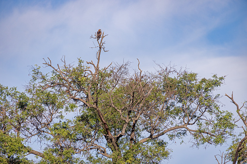 Brown eagle resting in a dead tree in the Okavango Delta National Park in Botswana