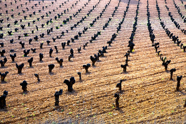 A vineyard with green vines and a few trees. The vines are growing in a field and the trees are in the background