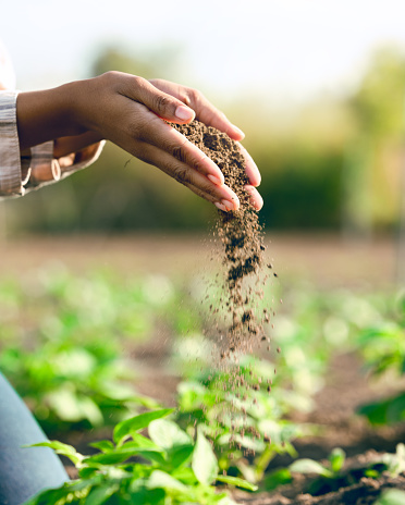 Farmer, hands and agriculture with soil, dirt or dust for plants, growth or farming closeup. Black woman, land and farm with field, earth or nutrition of ground for sustainability, fertility and zoom