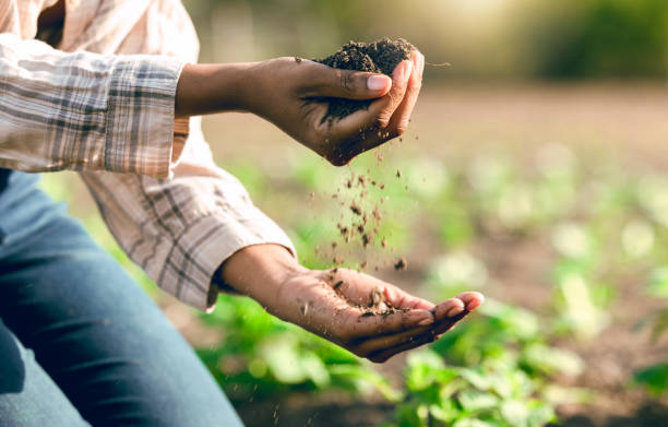 農業、農業、農家は、栄養素、健康な植物、成長のための土壌を手に入れます。持続可能性、自然環境、労働者は、野菜、作物、有機農産物を植えるために地球をチェックします - front or back yard dirt occupation working ストックフォトと画像