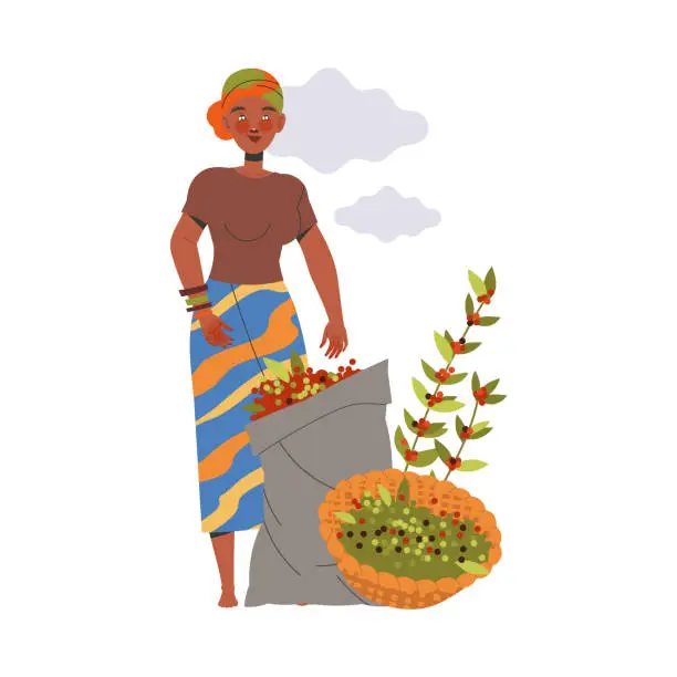 Vector illustration of Woman Character Harvesting Coffee Picking Fresh Fruit in Basket Vector Illustration