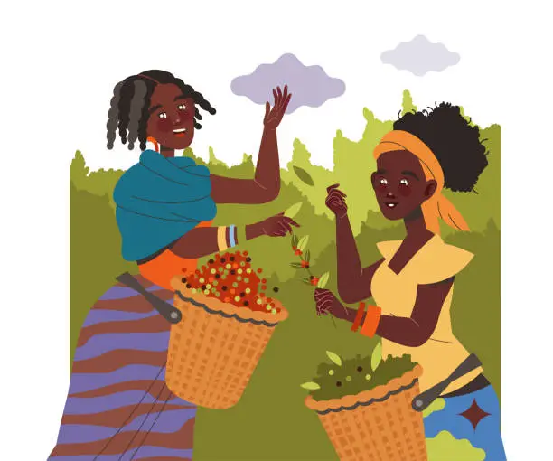 Vector illustration of Woman Character Harvesting Coffee Picking Fresh Fruit from Bush in Basket Vector Illustration