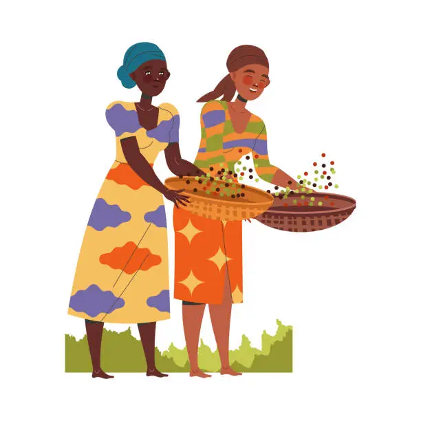 Vector illustration of Woman Character Harvesting Coffee with Fresh Fruit in Basket Vector Illustration