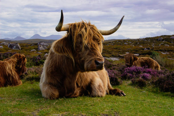 Highland cattle stock photo