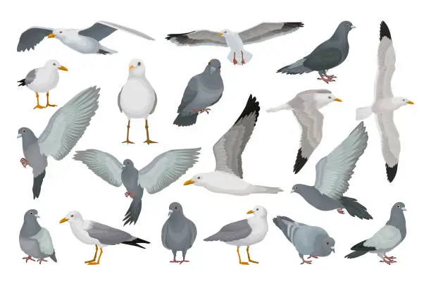 Vector illustration of Seagulls and Pigeon Flying Bird Species with Grey Plumage and Beak Big Vector Set