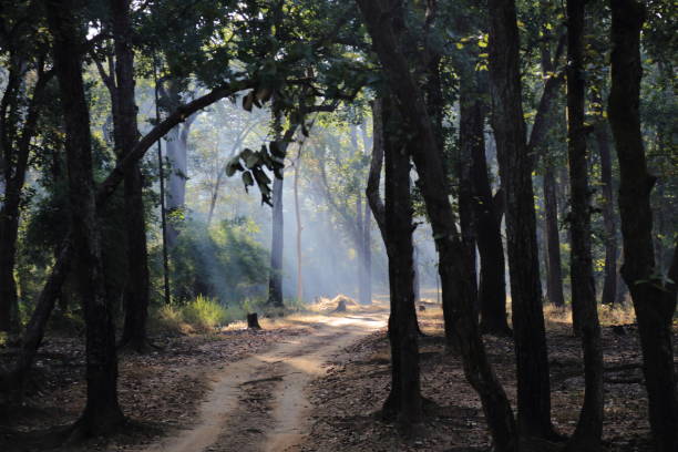 istock Kanha National Park 1457065891