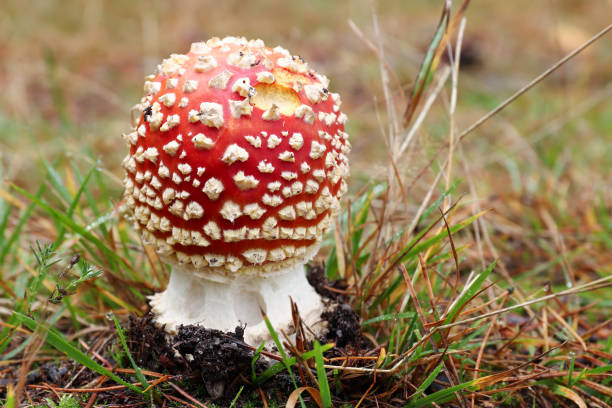 istock Mushroom Amanita Muscaria 1457069384