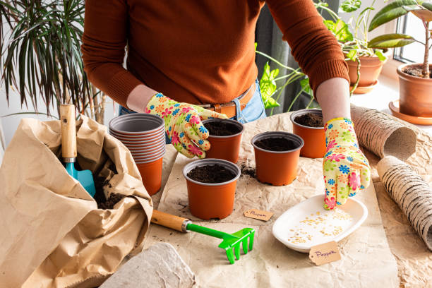istock Woman is planting seedlings at home 1457070121