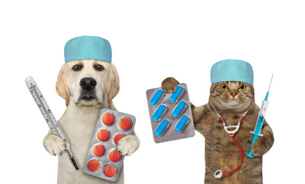 istock Cat and dog labrador are doctors 1457070965