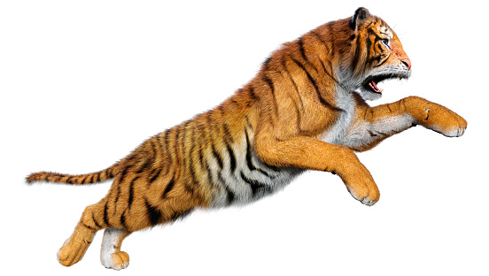 3D rendering of a big cat tiger isolated on white background